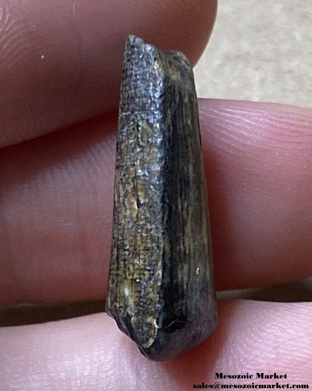 An image of a small and worn Suchomimus tooth.