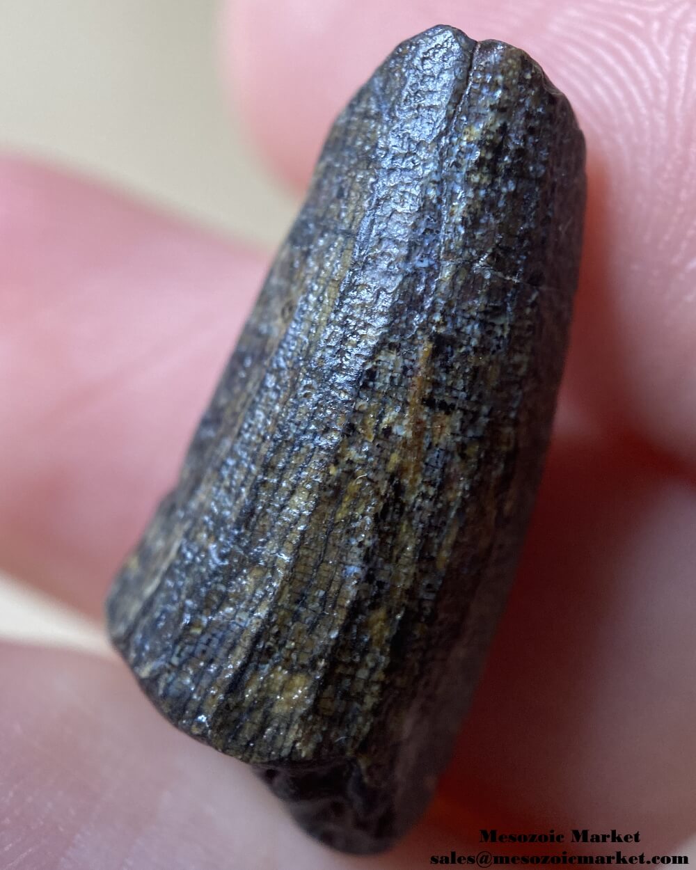 An image of a small and worn Suchomimus tooth.