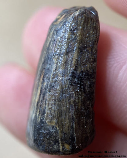 An image of a small and worn Suchomimus tooth.