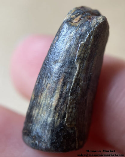 An image of a small and worn Suchomimus tooth.