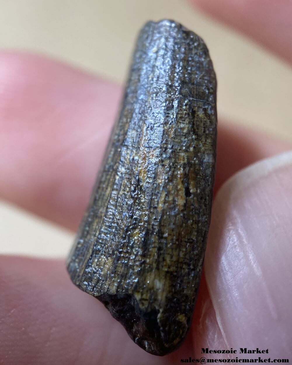 An image of a small and worn Suchomimus tooth.