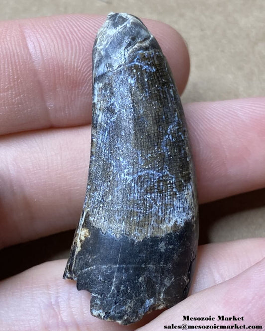 An image of a fossilized tooth from a Suchomimus dinosaur.