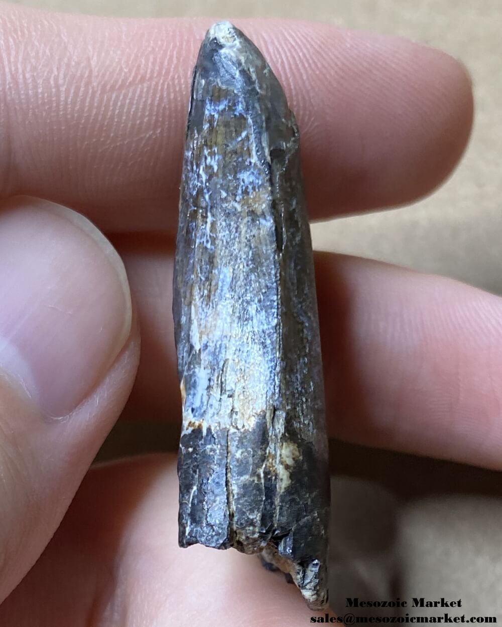 An image of the distal side of a fossilized tooth from a Suchomimus dinosaur.