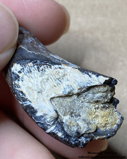 An image of a fossilized tooth base from a Suchomimus dinosaur.