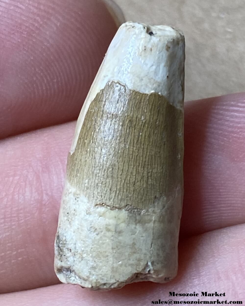 An image of a fossilized tooth from a Suchomimus dinosaur.