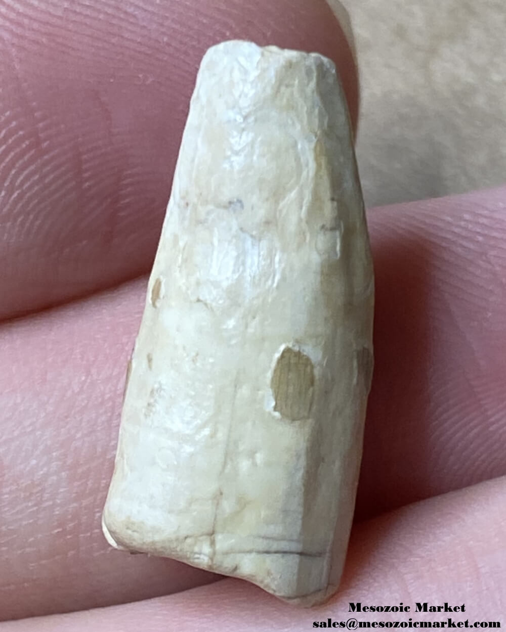 An image of a very worn fossilized tooth from a Suchomimus dinosaur.