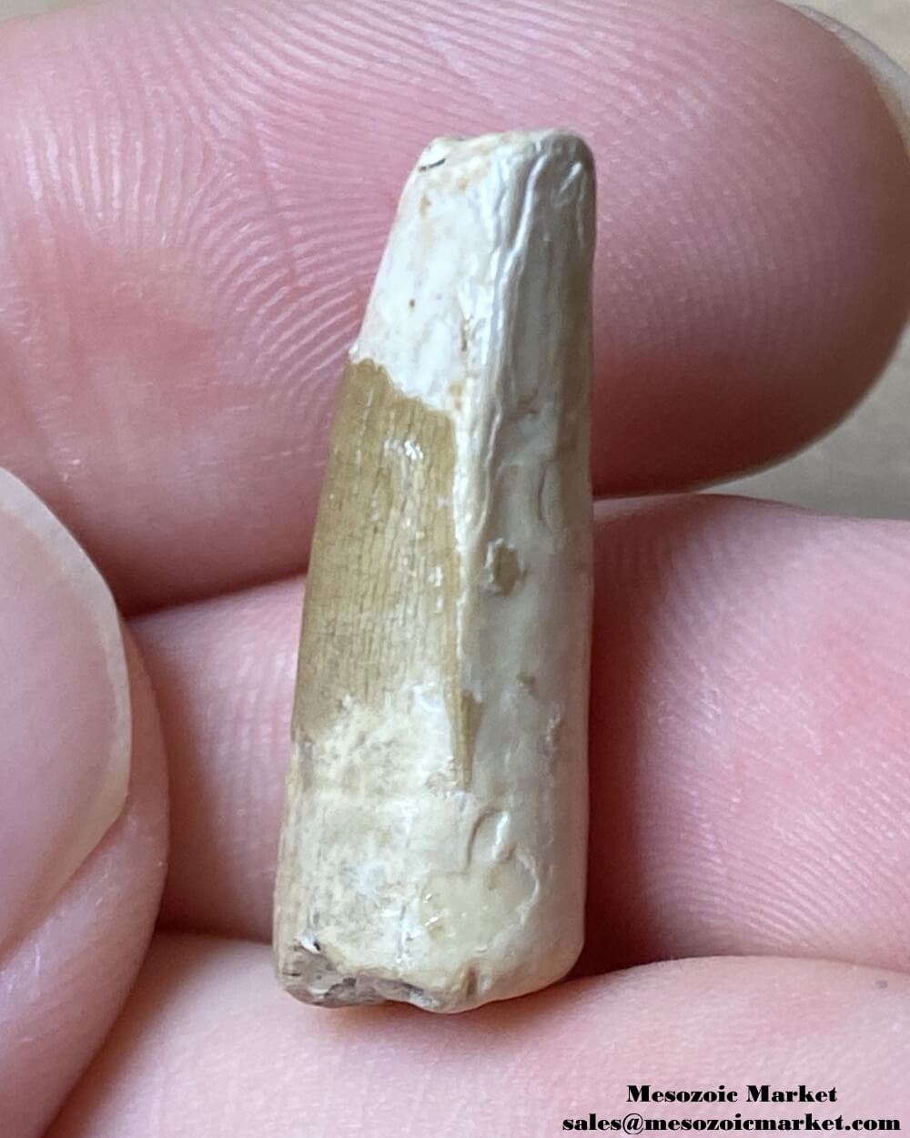 An image of the disal side of a fossilized tooth from a Suchomimus dinosaur.