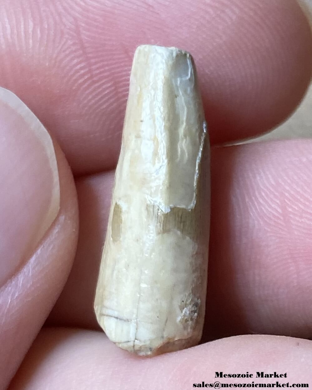 An image of the mesial side of a very worn fossilized tooth from a Suchomimus dinosaur.