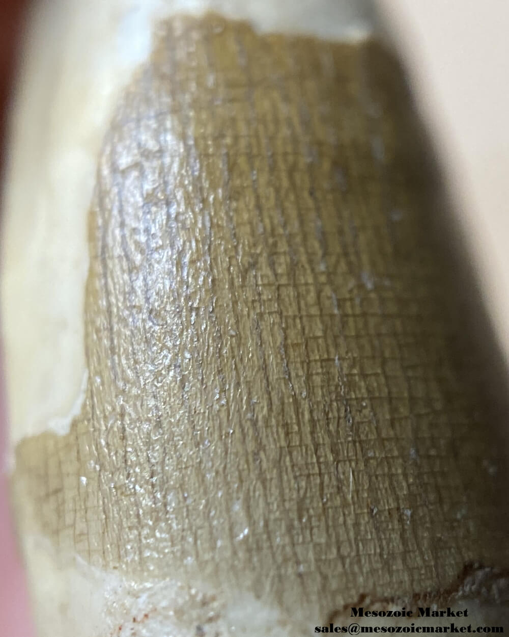 An image of a closeup view of a fossilized tooth from a Suchomimus dinosaur.