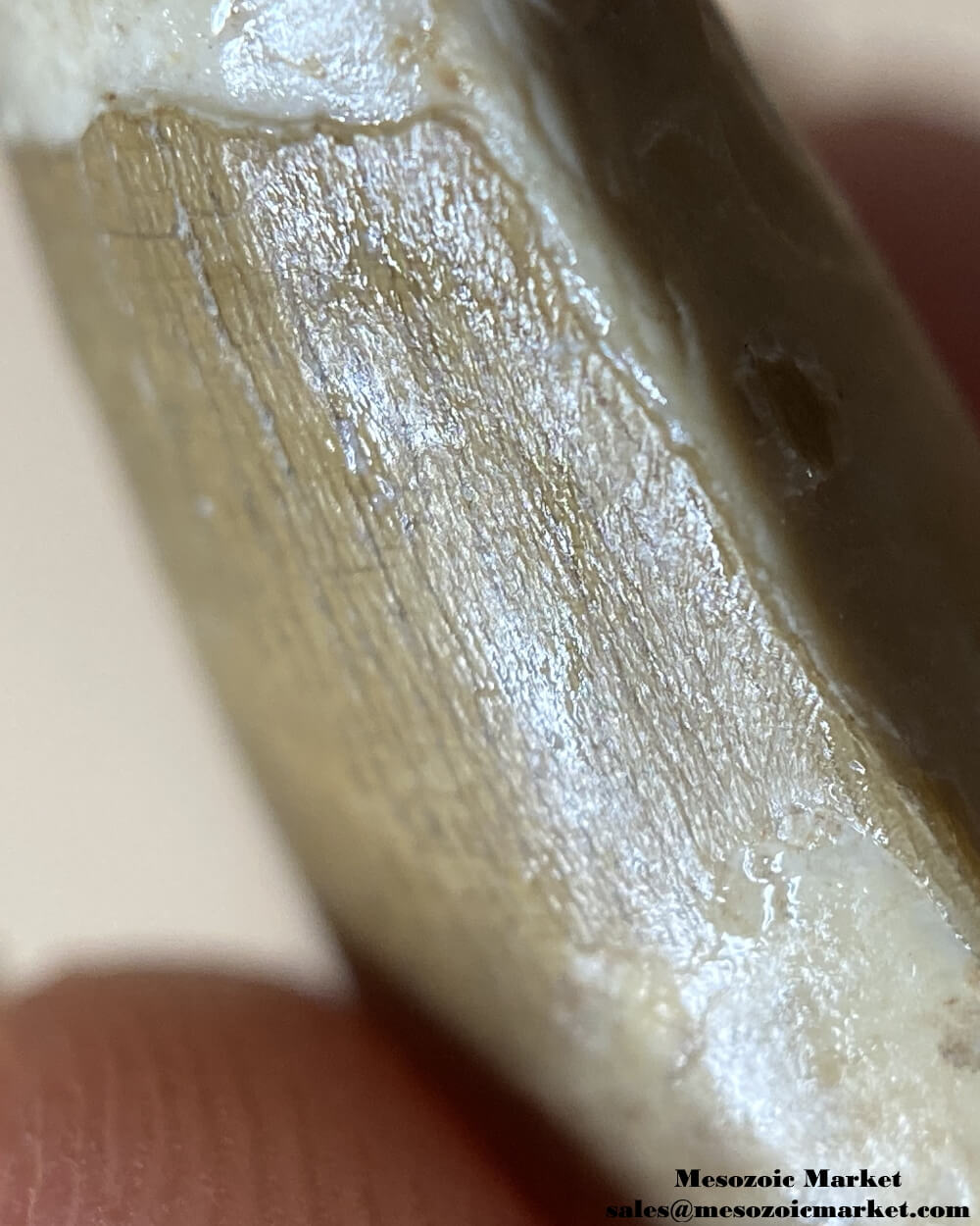 An image of a closeup view of the enamel texture of a fossilized tooth from a Suchomimus dinosaur.