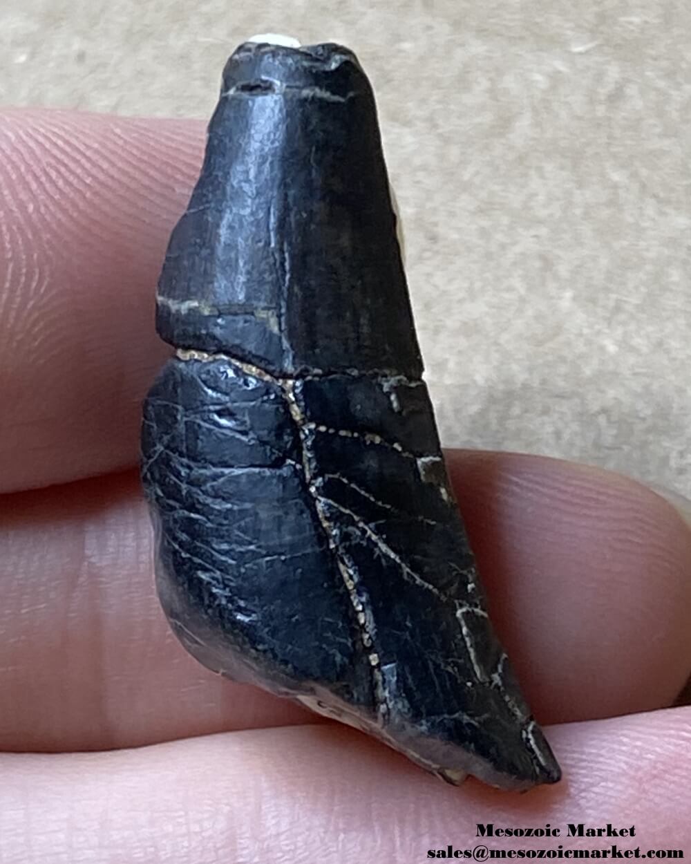 An image of a worn Suchomimus theropod tooth fossil.