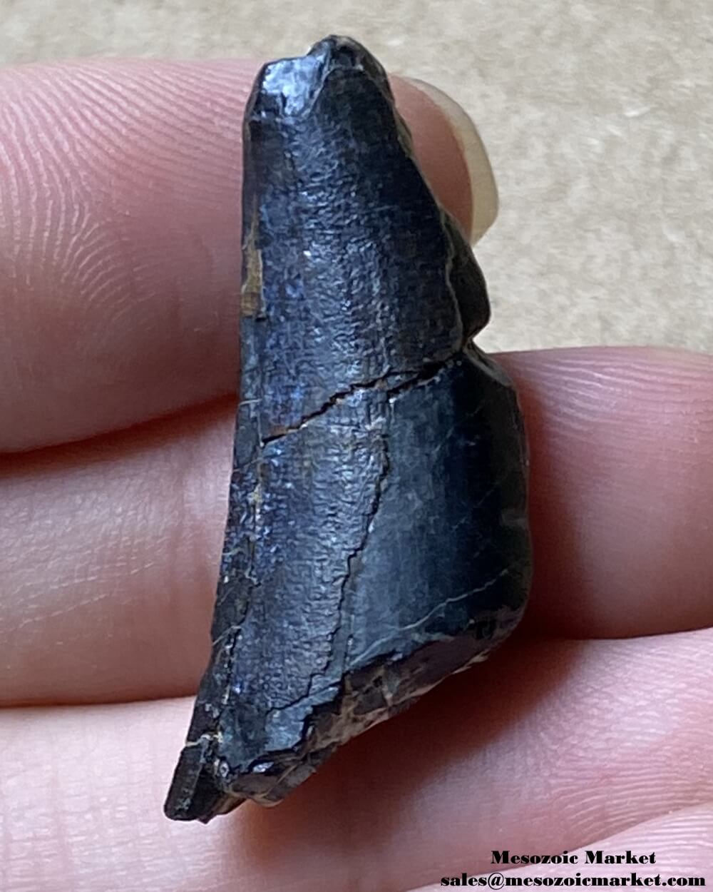 An image of a worn Suchomimus theropod tooth fossil.