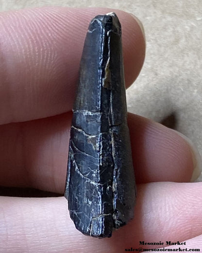 An image of a worn Suchomimus theropod tooth fossil.