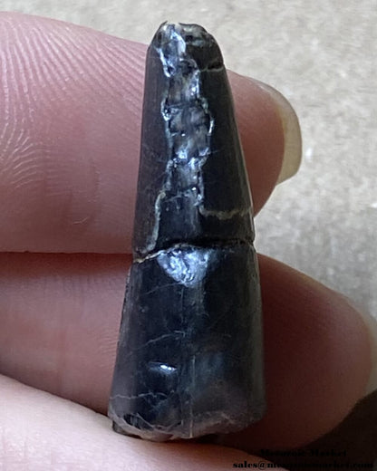 An image of a worn Suchomimus theropod tooth fossil.