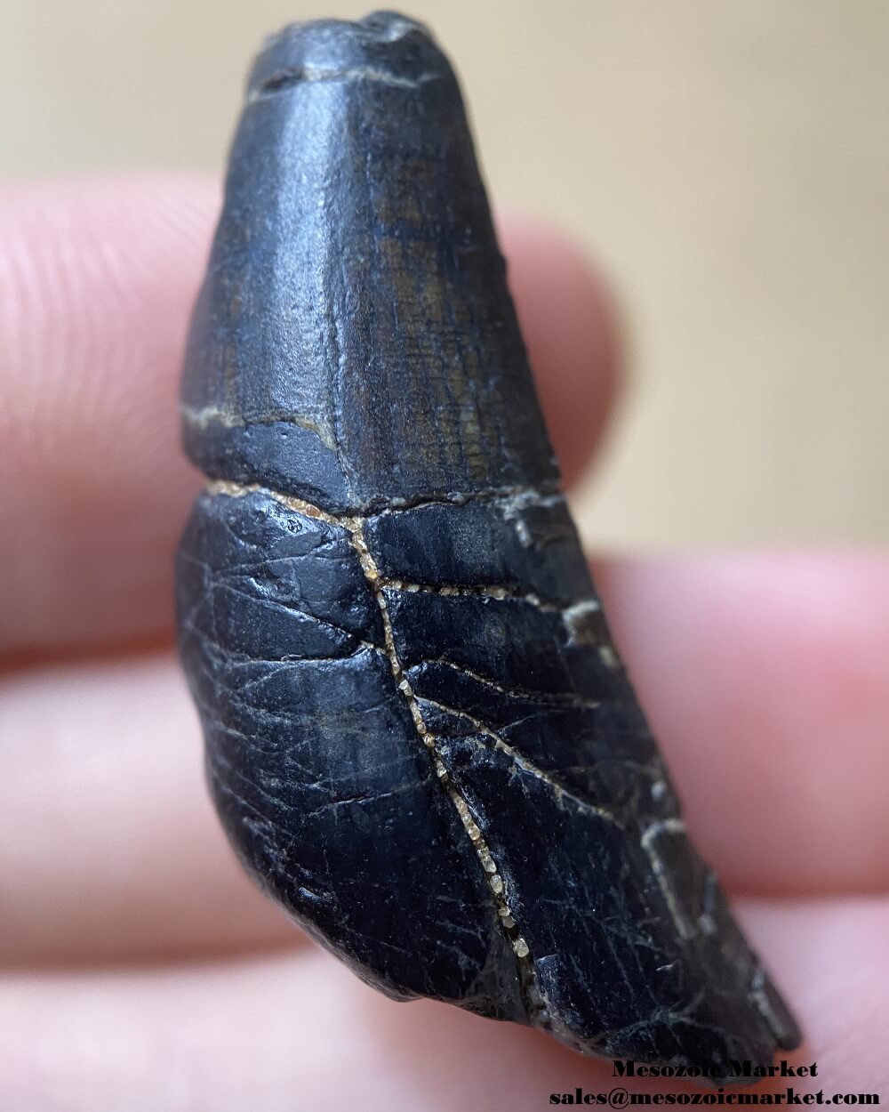 An image of a worn Suchomimus theropod tooth fossil.