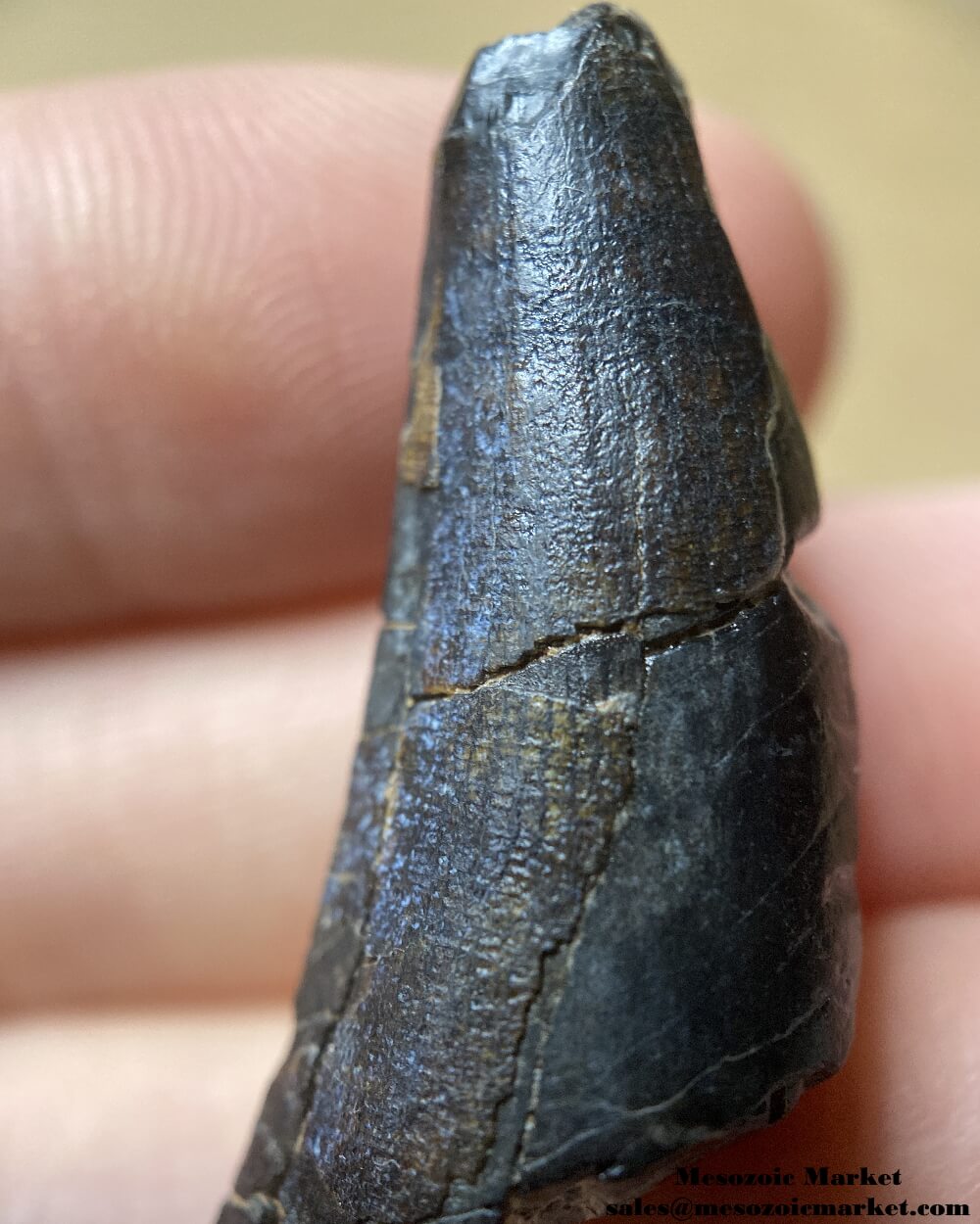 An image of a worn Suchomimus theropod tooth fossil.