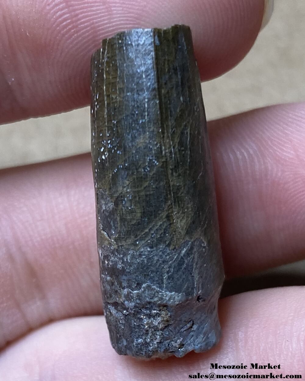 An image of the mesial side of a fossilized tooth from a Suchomimus dinosaur.