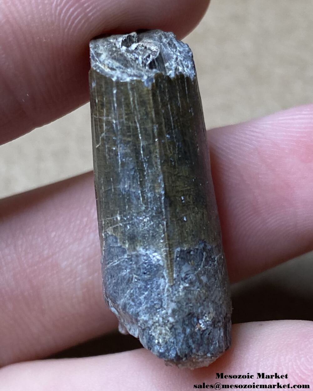 An image of the distal side of a fossilized tooth from a Suchomimus dinosaur.