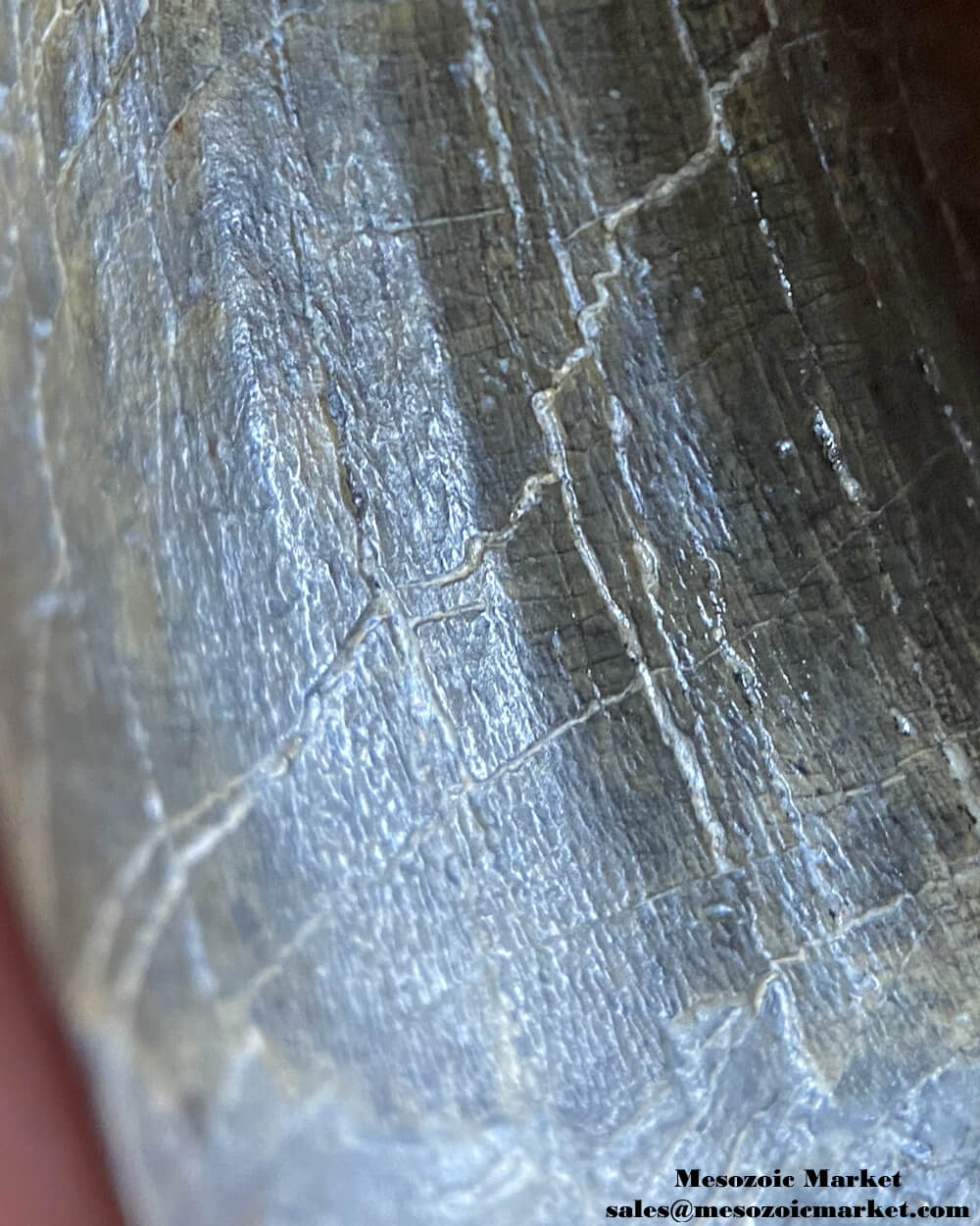 An image of a closeup view of the enamel texture of a fossilized tooth from a Suchomimus dinosaur.