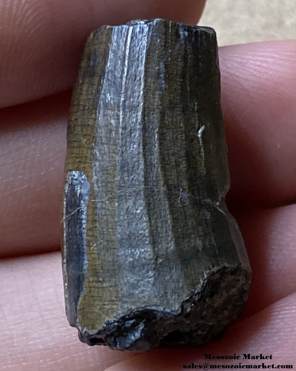 An image of a Suchomimus theropod tooth fossil.