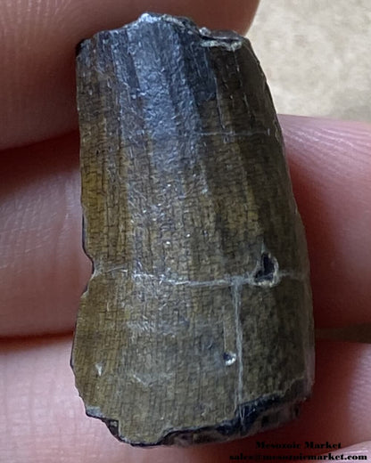 An image of a Suchomimus theropod tooth fossil.