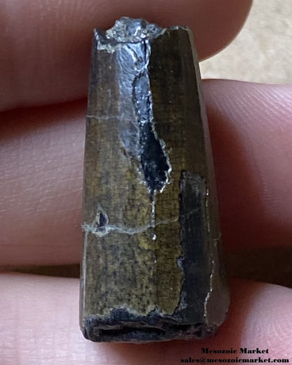 An image of a Suchomimus theropod tooth fossil.