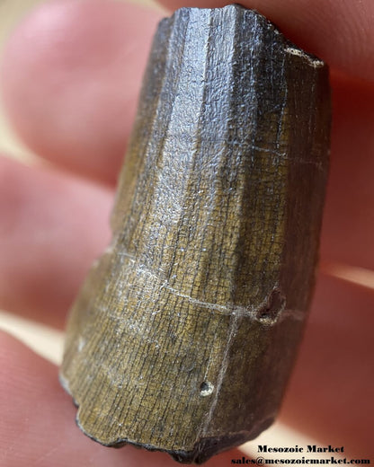 An image of a Suchomimus theropod tooth fossil.