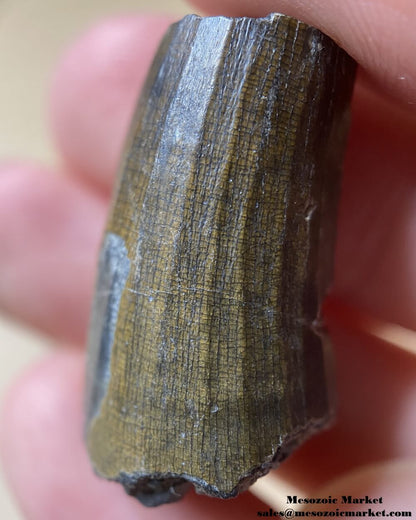 An image of a Suchomimus theropod tooth fossil.