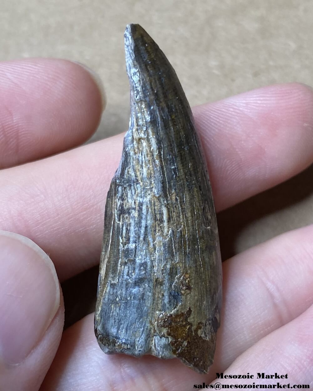 An image of a fossilized tooth from a Suchomimus dinosaur.