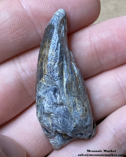 An image of a very worn fossilized tooth from a Suchomimus dinosaur.