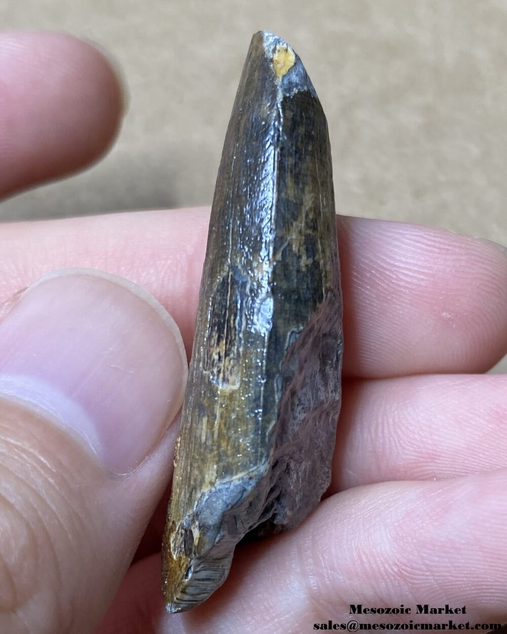 An image of the mesial side of a fossilized tooth from a Suchomimus dinosaur.