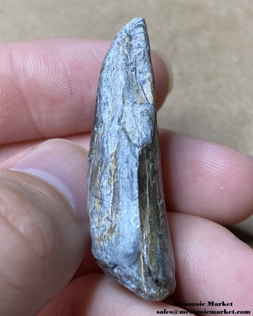 An image of the worn distal side of a fossilized tooth from a Suchomimus dinosaur.