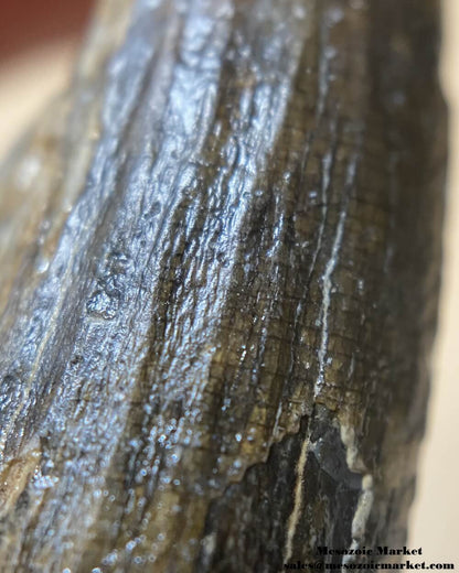 An image of a closeup view of a fossilized tooth from a Suchomimus dinosaur.