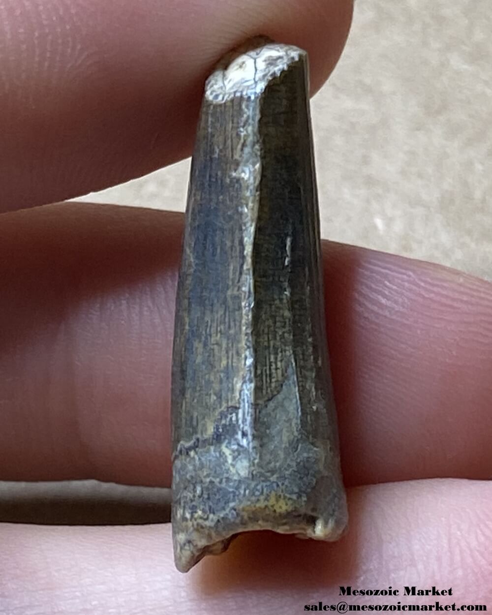 An image of a Suchomimus theropod tooth.