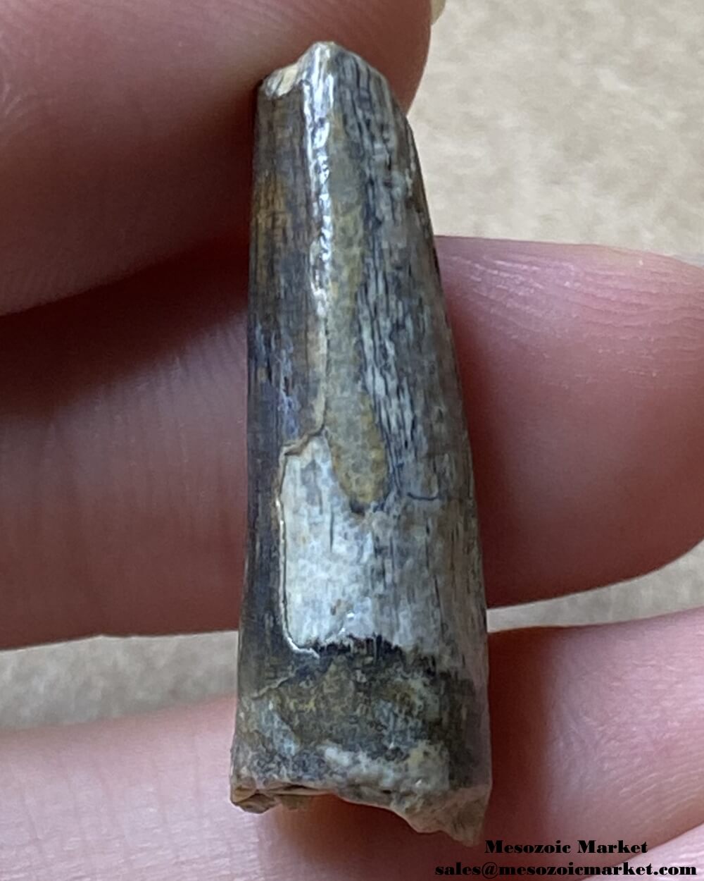 An image of a Suchomimus theropod tooth.