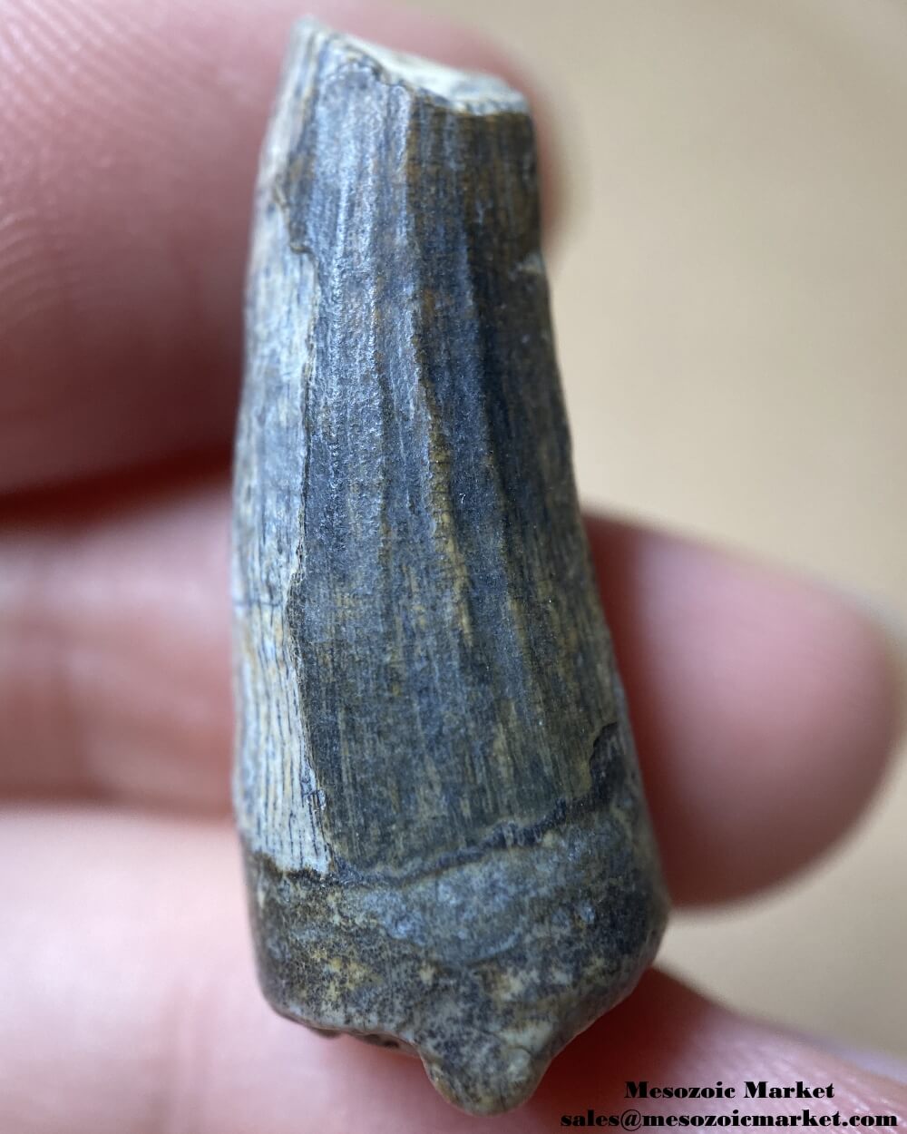 An image of a Suchomimus theropod tooth.