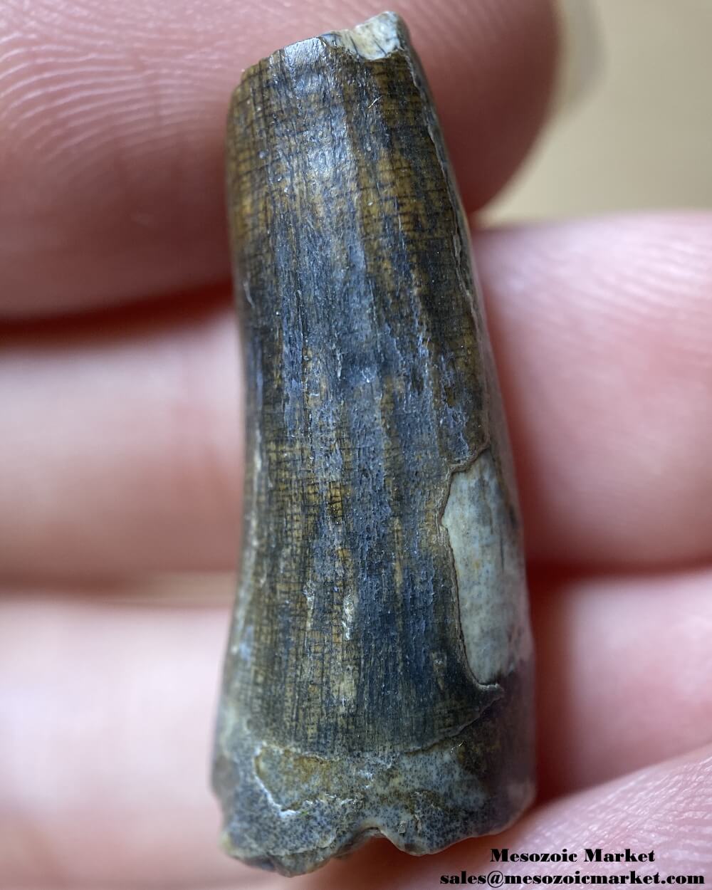 An image of a Suchomimus theropod tooth.