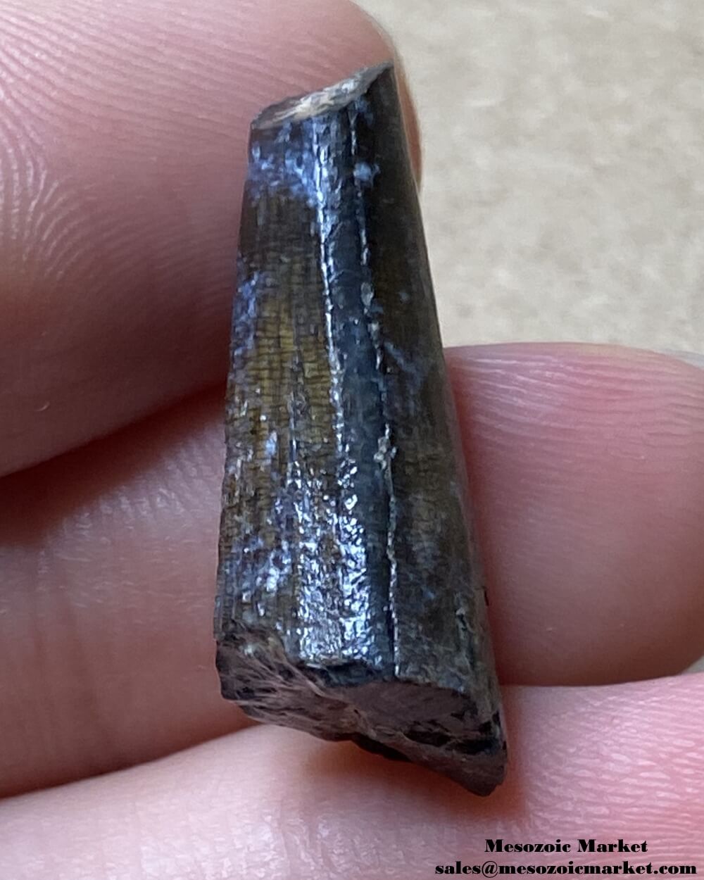 An image of a Suchomimus dinosaur tooth.