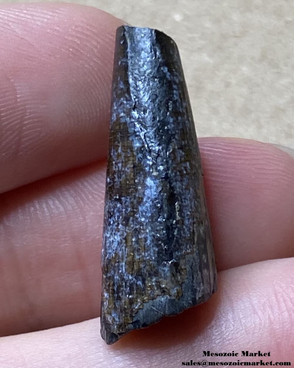 An image of a Suchomimus dinosaur tooth.