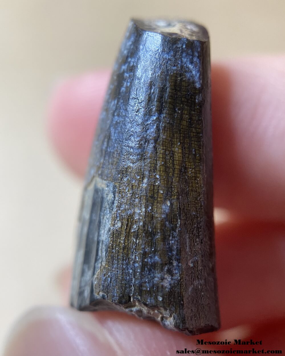 An image of a Suchomimus dinosaur tooth.