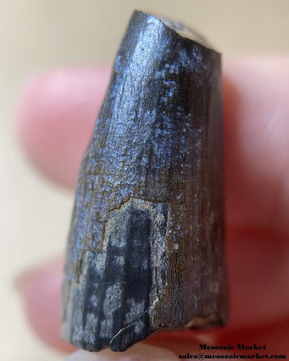 An image of a Suchomimus dinosaur tooth.