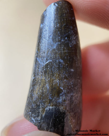 An image of a Suchomimus dinosaur tooth.