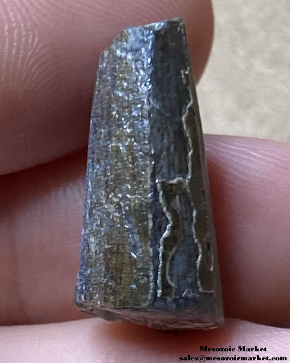 An image of a Suchomimus dinosaur tooth fossil.