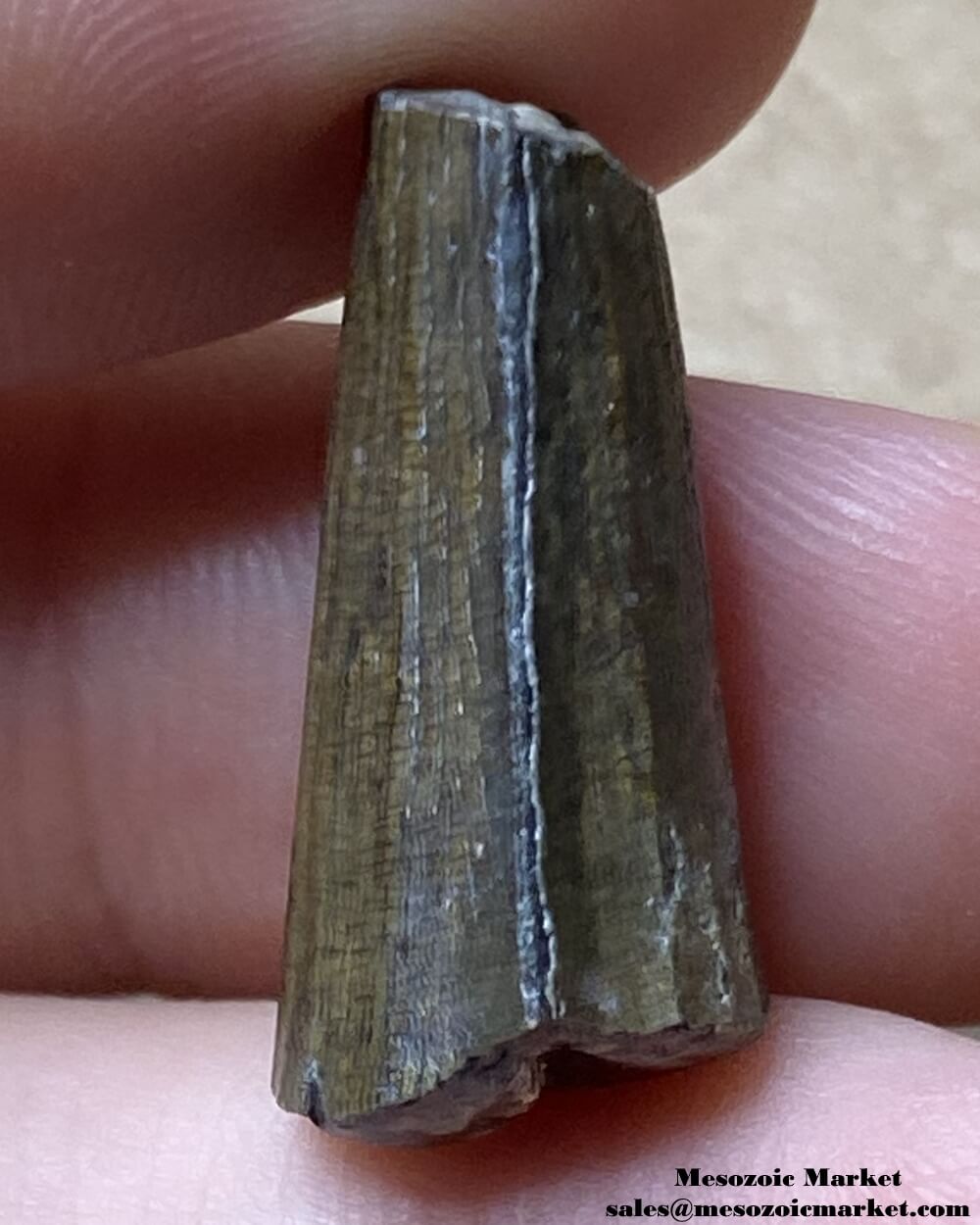 An image of a Suchomimus dinosaur tooth fossil.