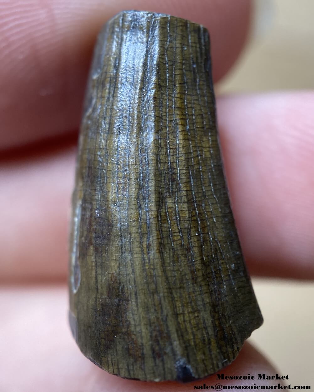 An image of a Suchomimus dinosaur tooth fossil.