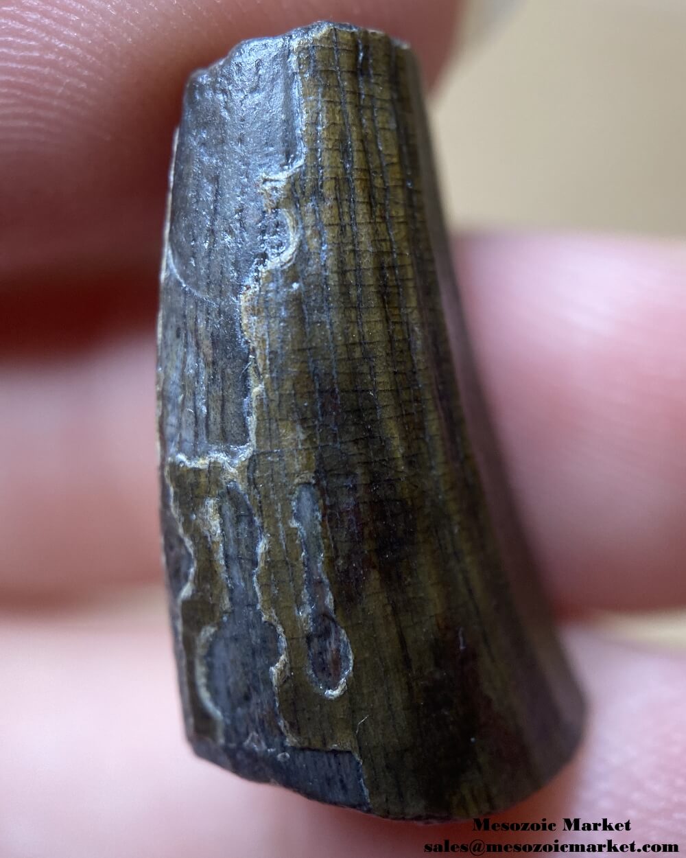 An image of a Suchomimus dinosaur tooth fossil.