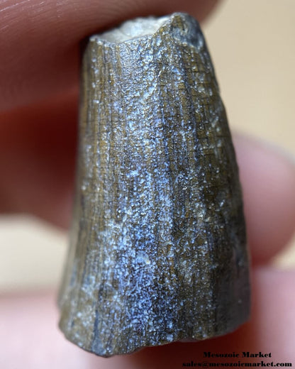 An image of a Suchomimus dinosaur tooth fossil.