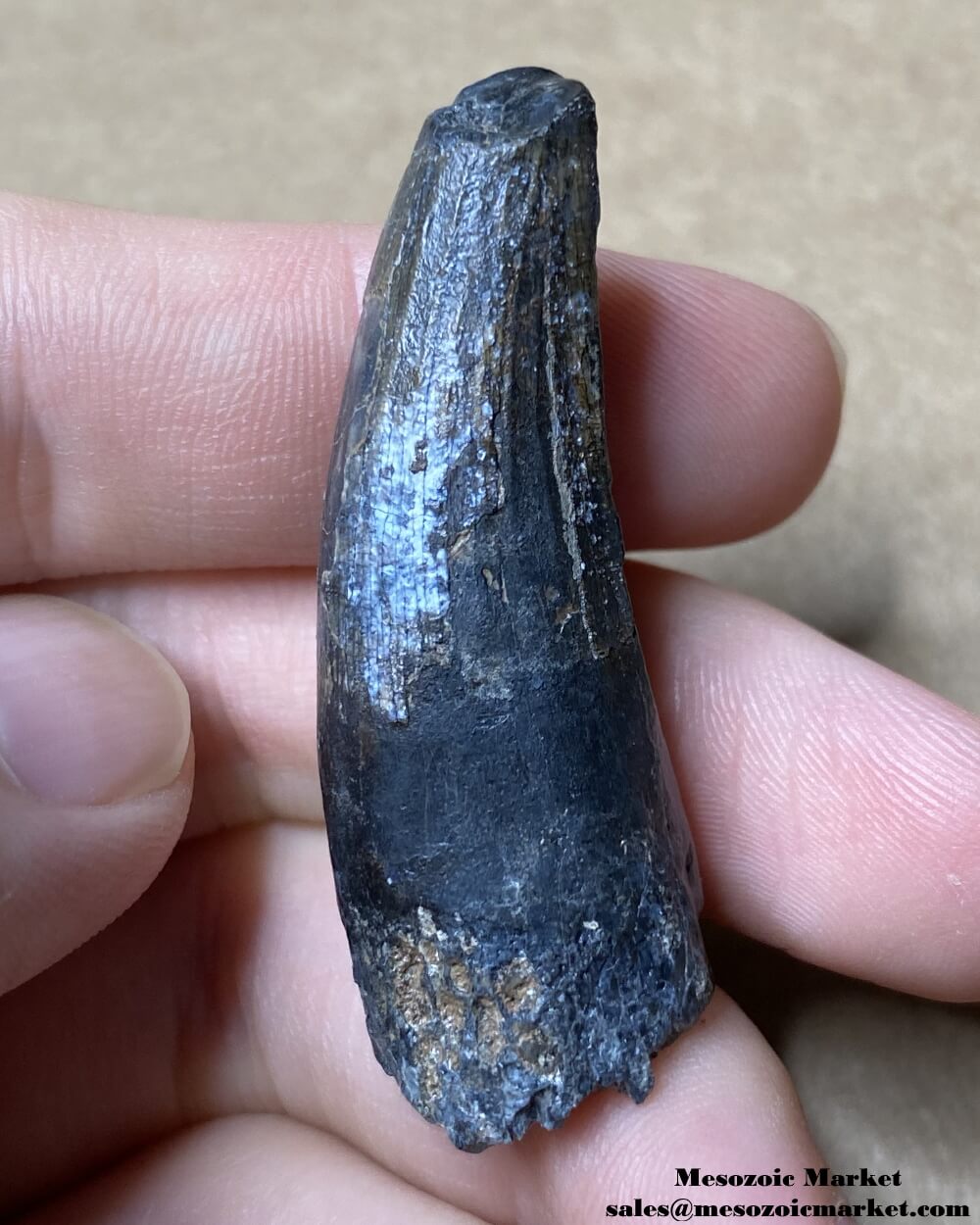 An image of a large fossilized tooth from a Suchomimus dinosaur.