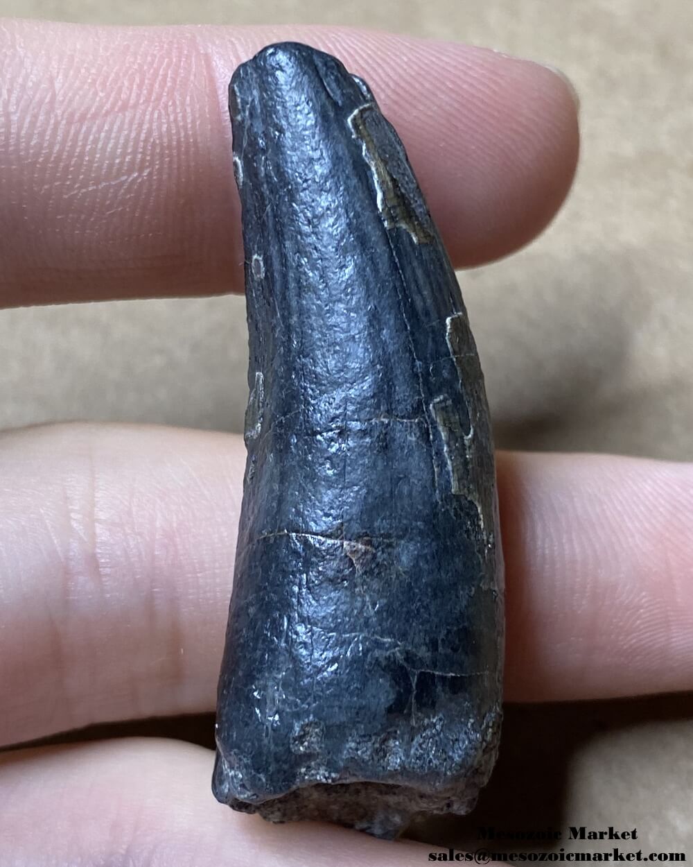 An image of a large fossilized tooth with enamel wear from a Suchomimus dinosaur.