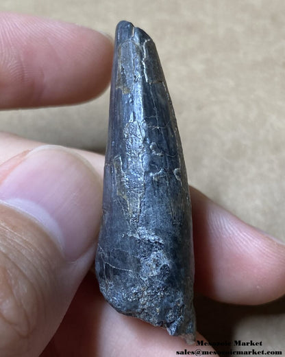 An image of the mesial side of a large fossilized tooth from a Suchomimus dinosaur.